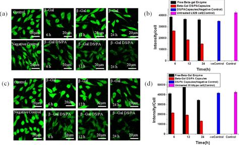 anti-ganglioside m1 anti-gm1 elisa kit in mouse|Ganglioside GM1 ELISA Kits .